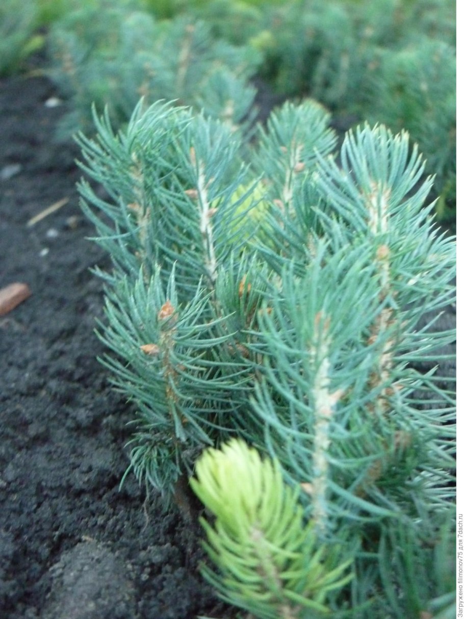 Ель колючая Глаука Маджестик