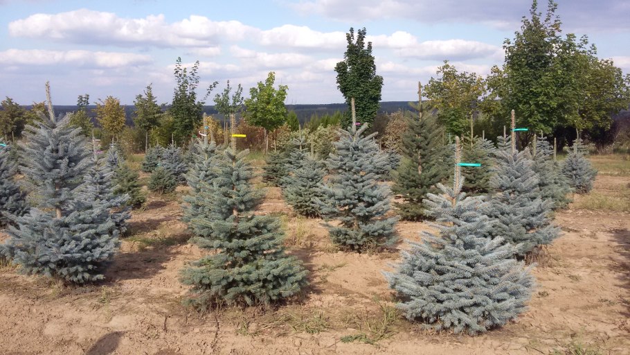 Ель колючая голубая с 20см