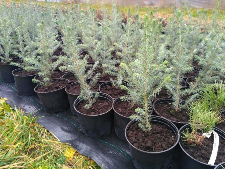 Ель Мисти Блю саженец