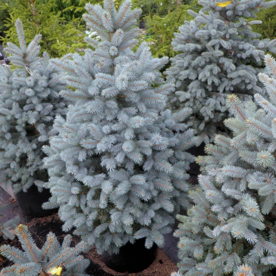 Ель колючая super Blue seedling