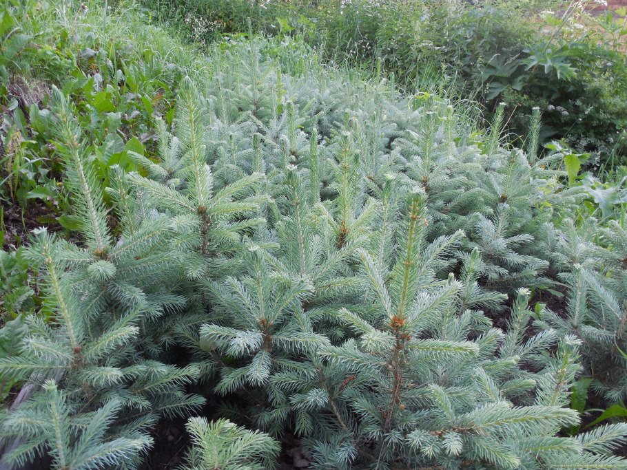 Ель Алтайская голубая