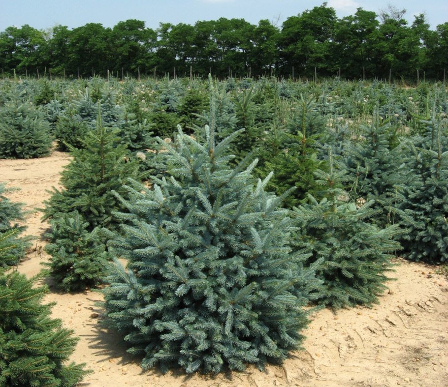 Саженцы пихты