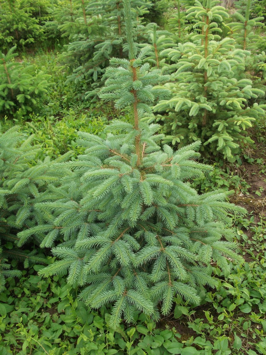 Ель Аянская голубая