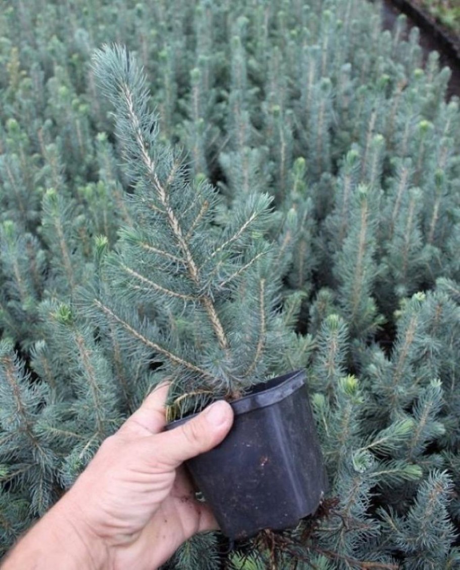 Голубая ель Глаука Аризона