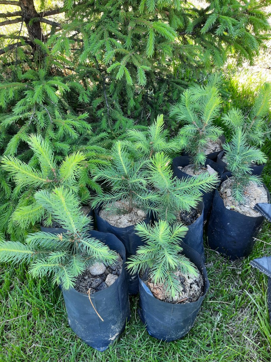 Ель Мисти Блю саженец