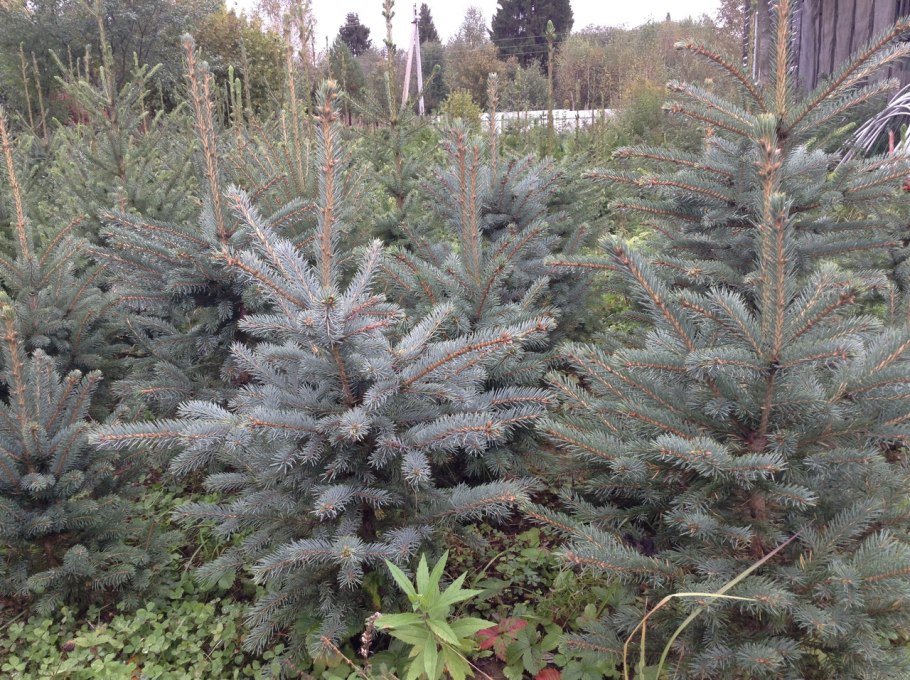 Ель Глаука Перфекта