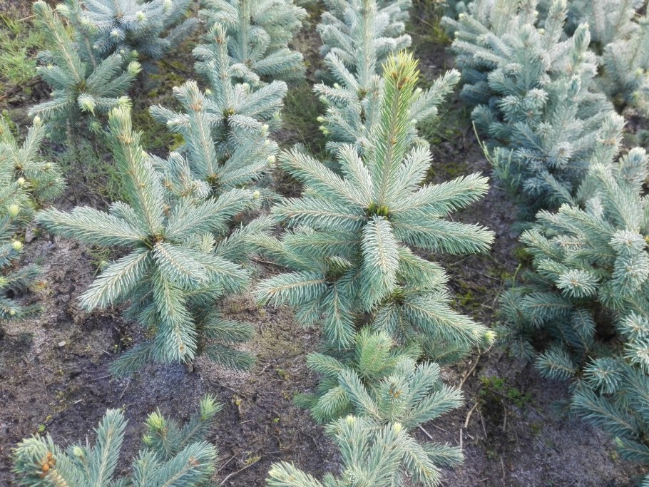 Ель колючая glauca Extra