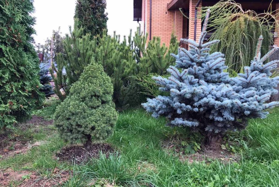 Ель колючая Глаука Мисти Блю