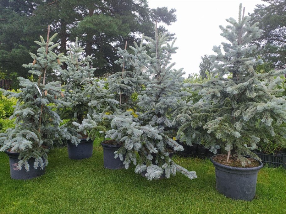 Ель колючая Глаука