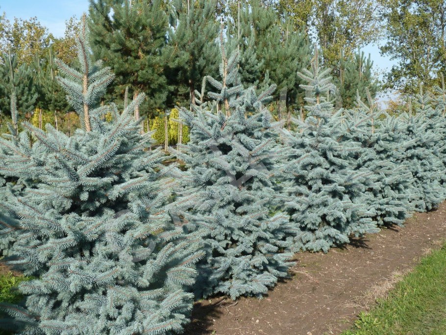 Ель голубая Глаука стандарт