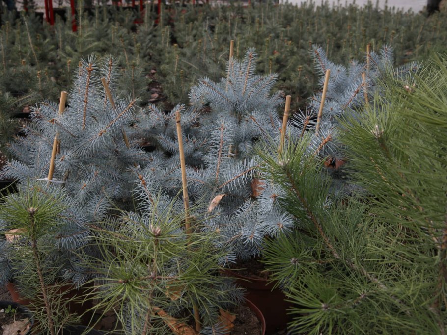 Ель на участке