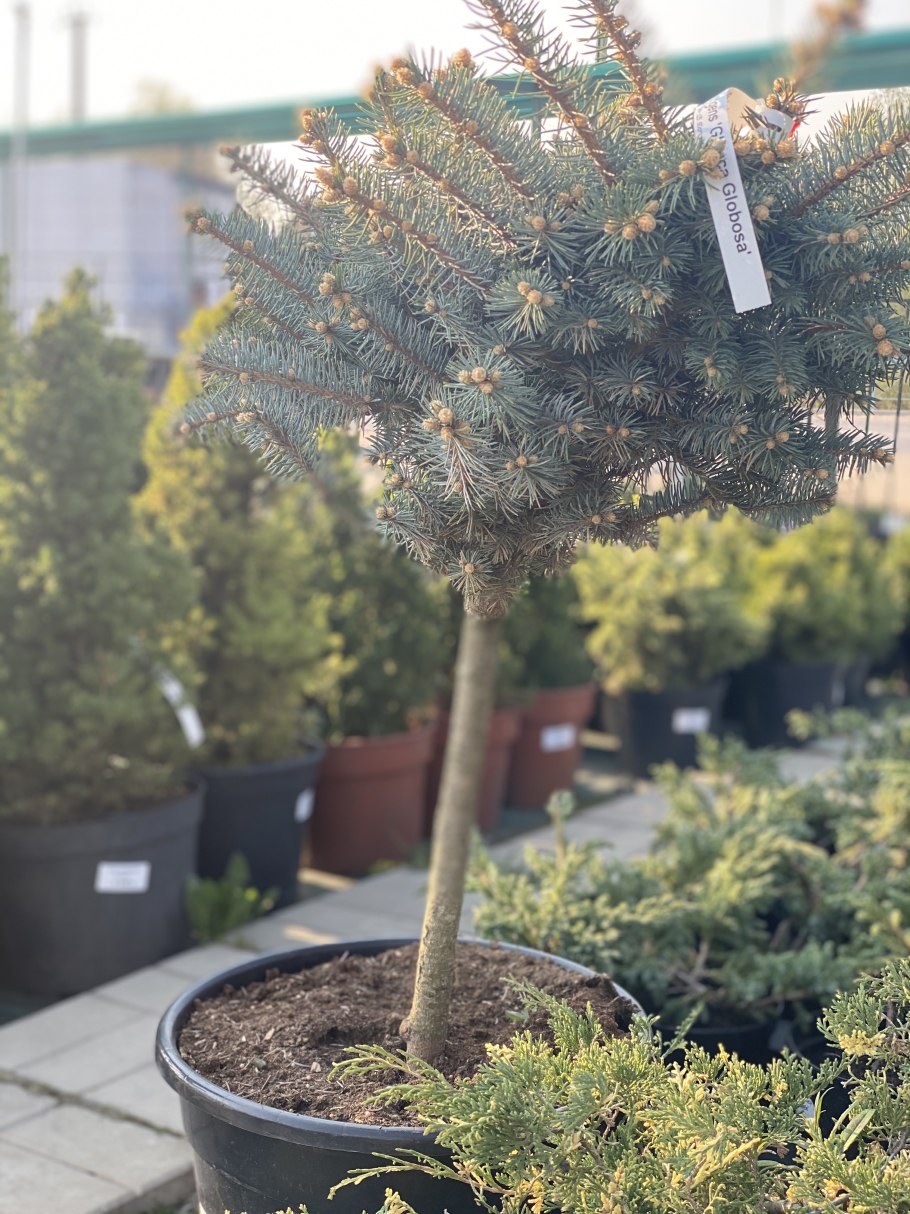 Ель голубая