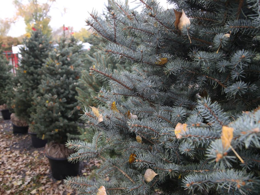 Ель колючая Маджестик Блю