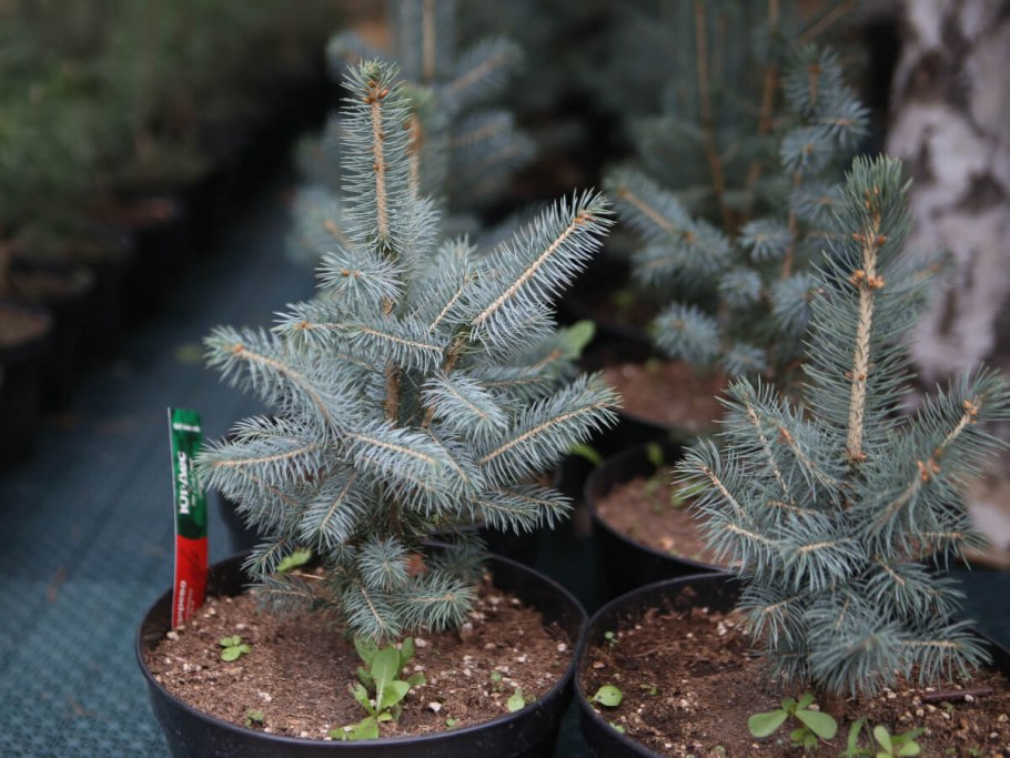 Ель голубая сеянец р9