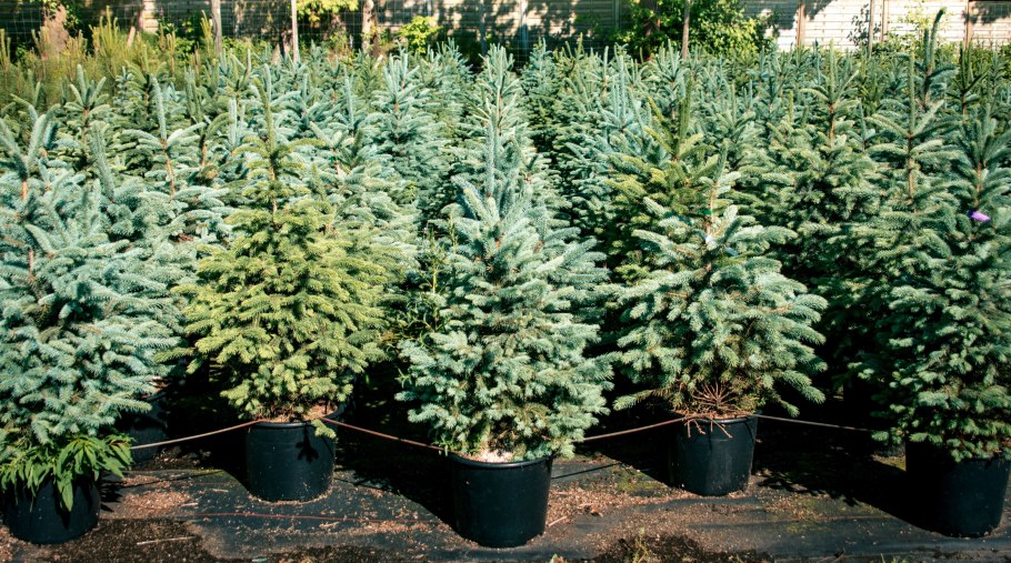 Ель Filip's Blue Compact