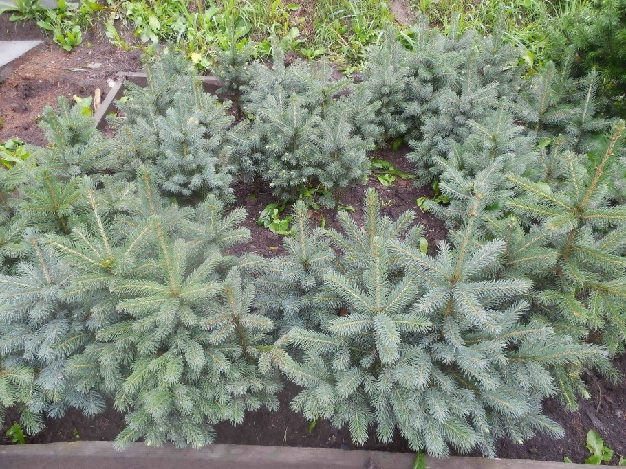 Ель Глаука д13