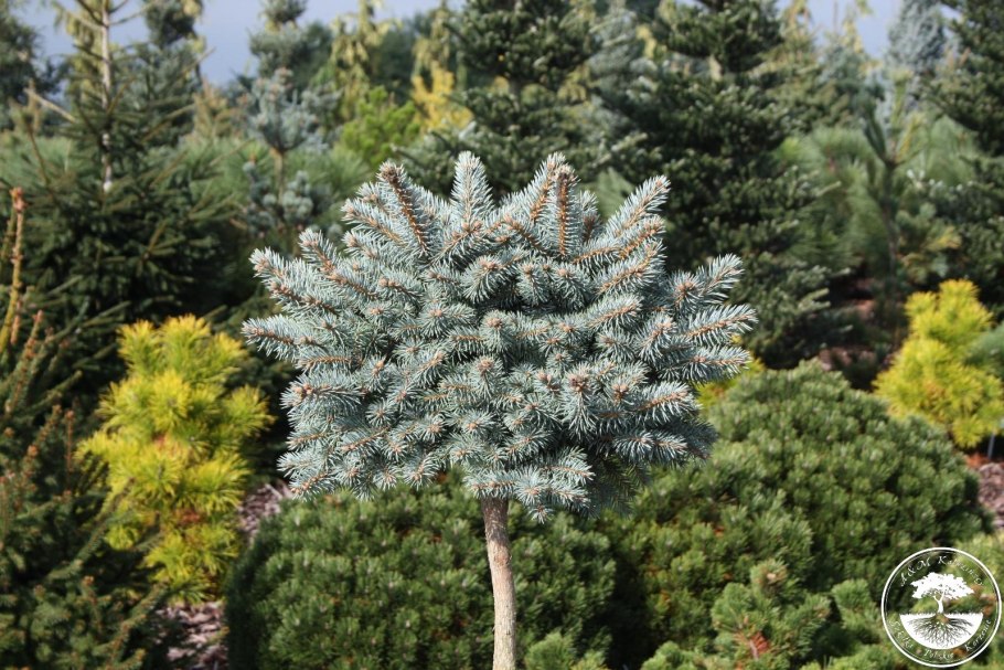 Ель обыкновенная Эхиниформис