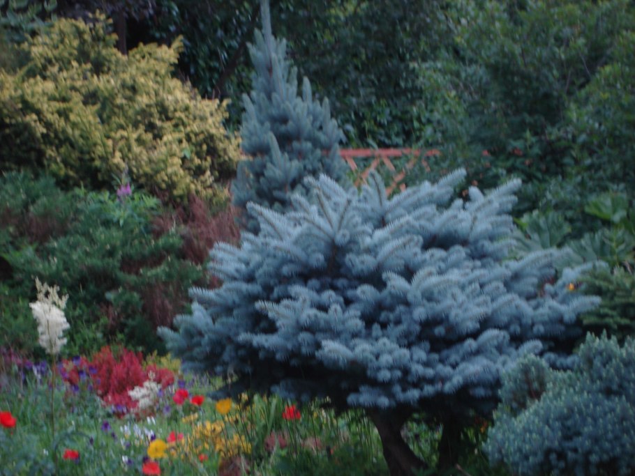 Горная сосна и ель Глаука