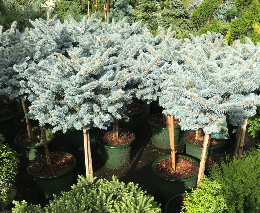 Ель колючая (Picea pungens glauca globosa)