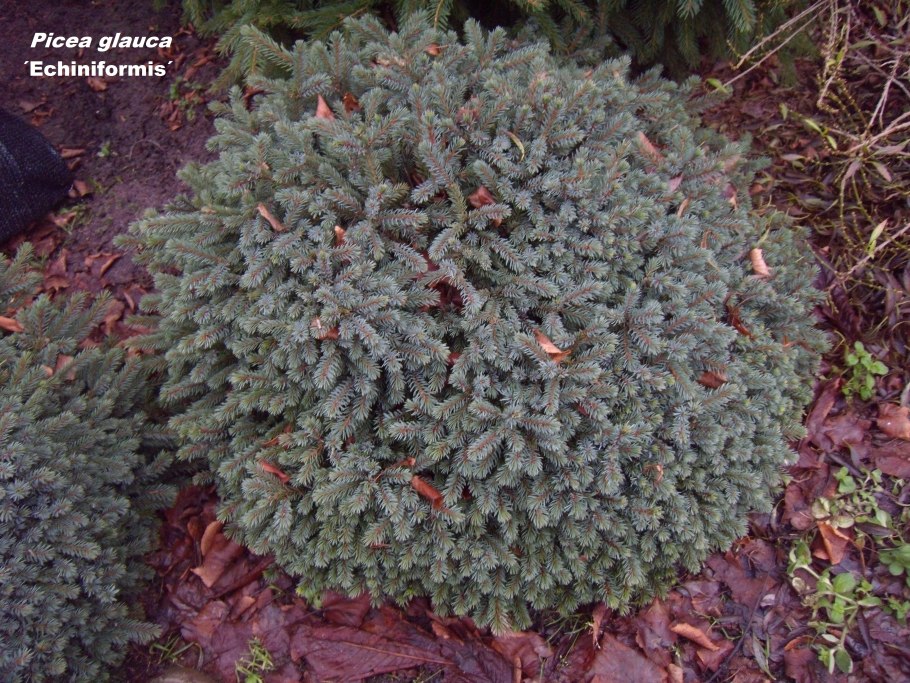 Ель Нидиформис Глаука