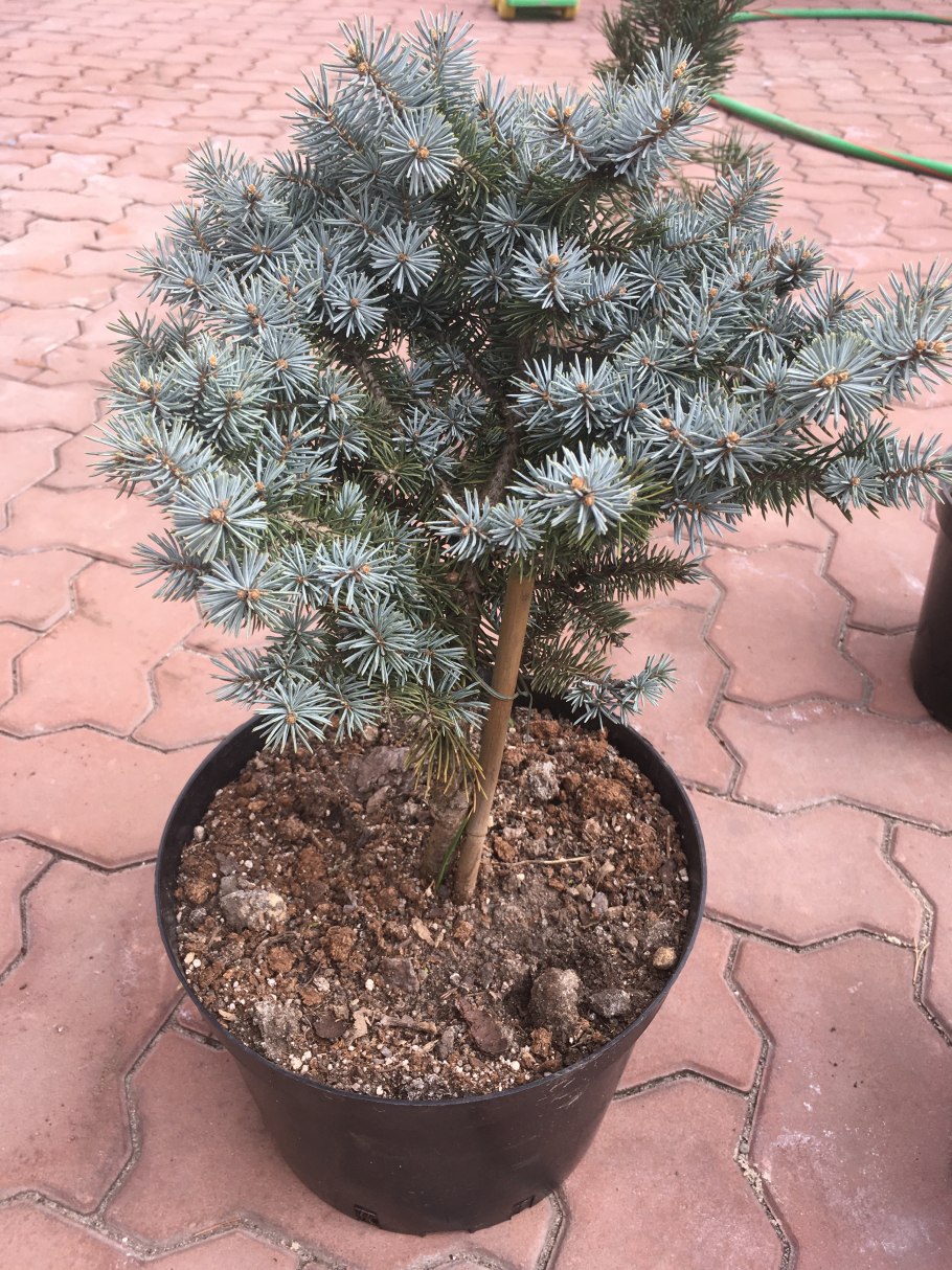 Ель колючая glauca compacta