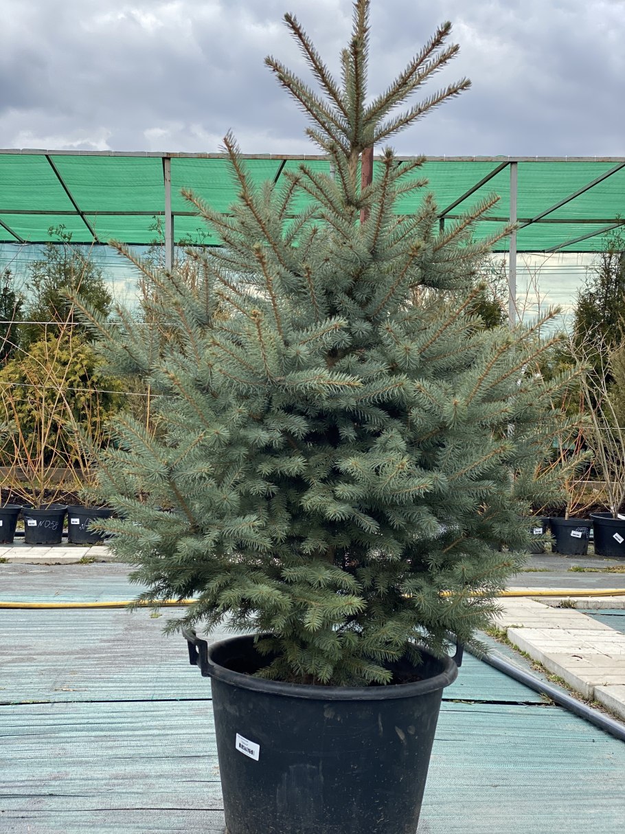 Абис Глаука Пендула купить р9