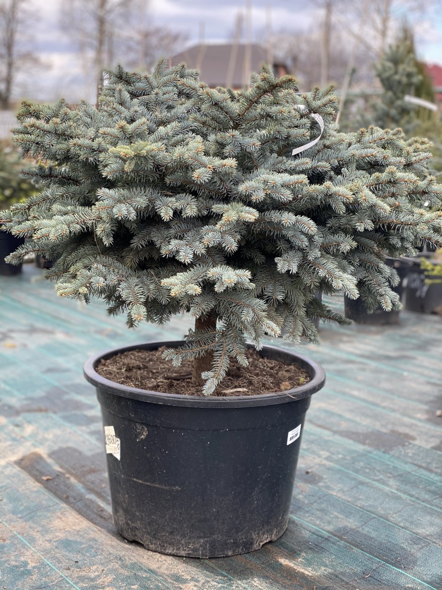 Ель колючая саженцы и сеянцы