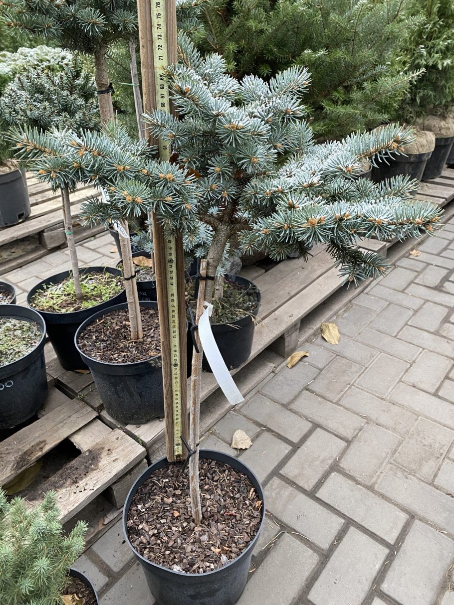 Ель колючая Montgomery