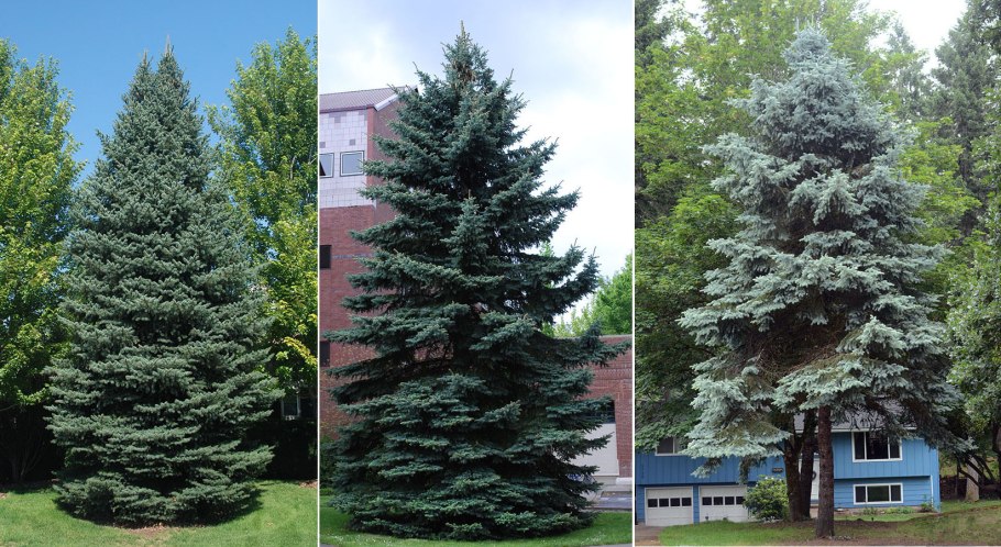 Ель колючая Исели Фастигиата