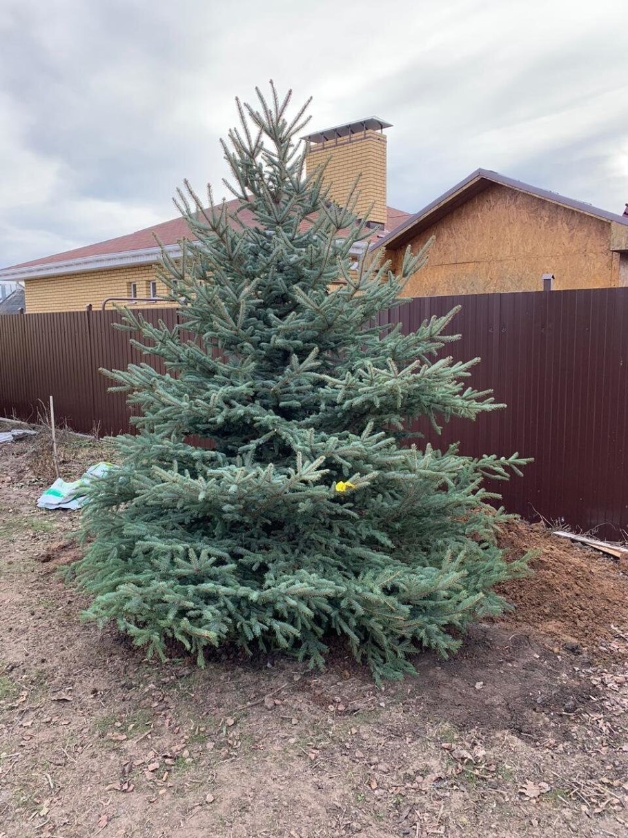 Ель колючая Karpaten