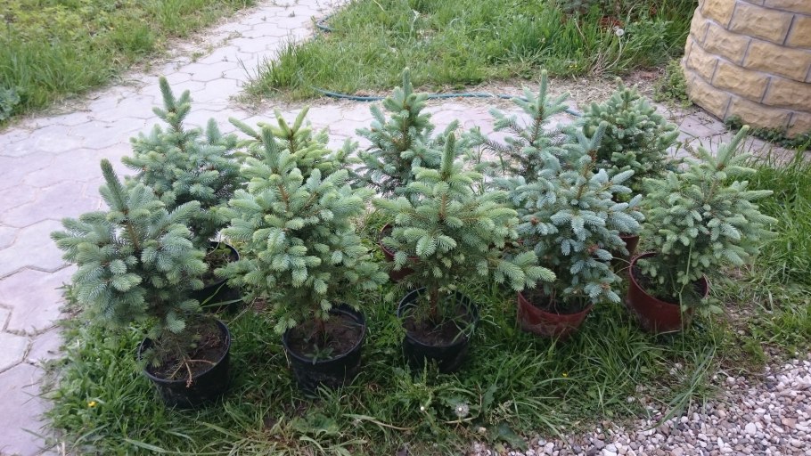 Ель голубая Глаука Экстра