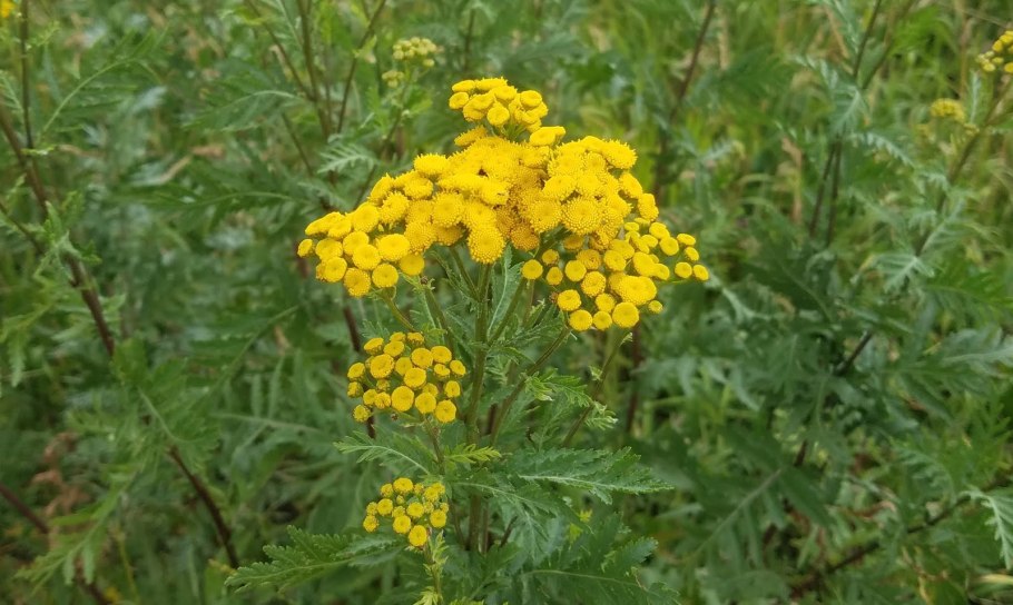 Пижма обыкновенная (Tanacetum vulgare)
