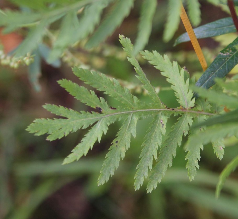 Tanacetum vulgare листья