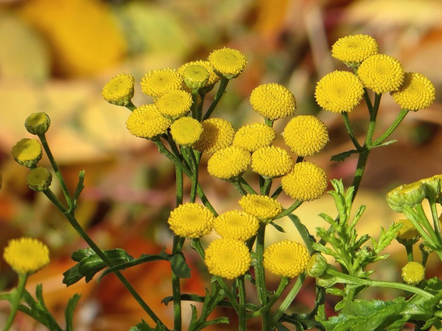 Пижма Хараджана