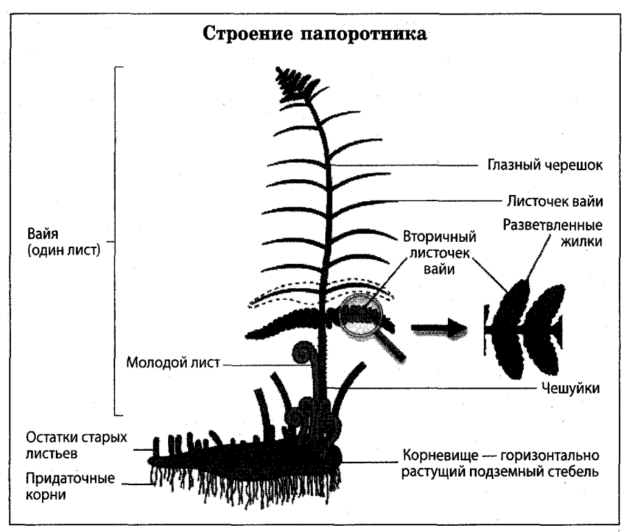 Жизненный цикл папоротника щитовника мужского