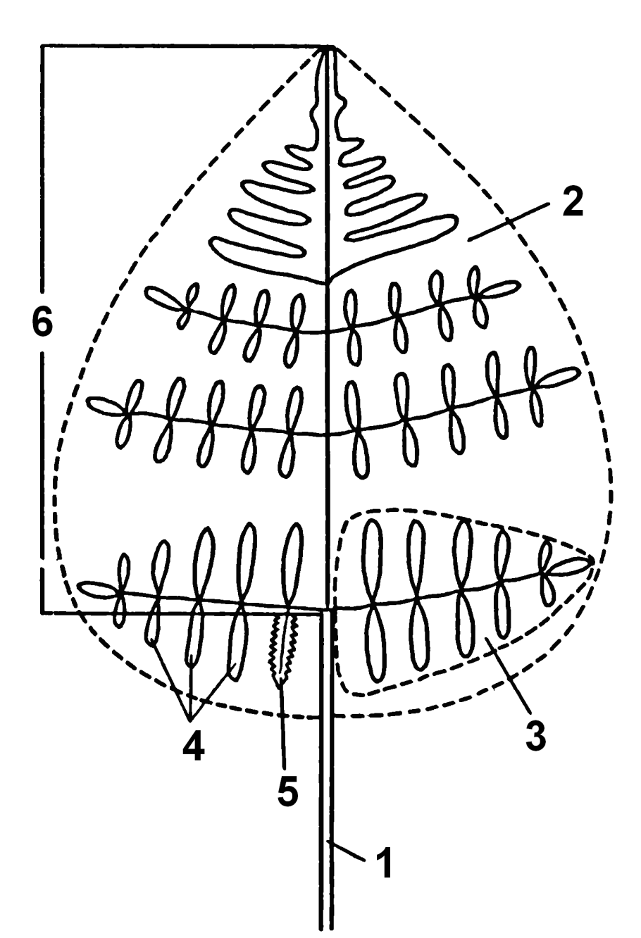 Dryopteris filix-mas(l.) Schott