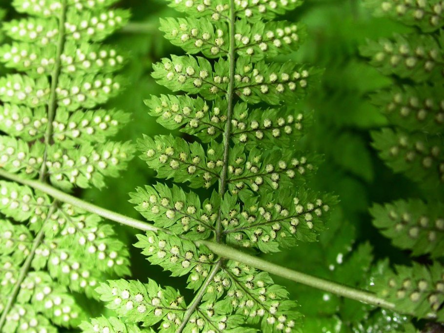 Папоротник Дриоптерис Филикс