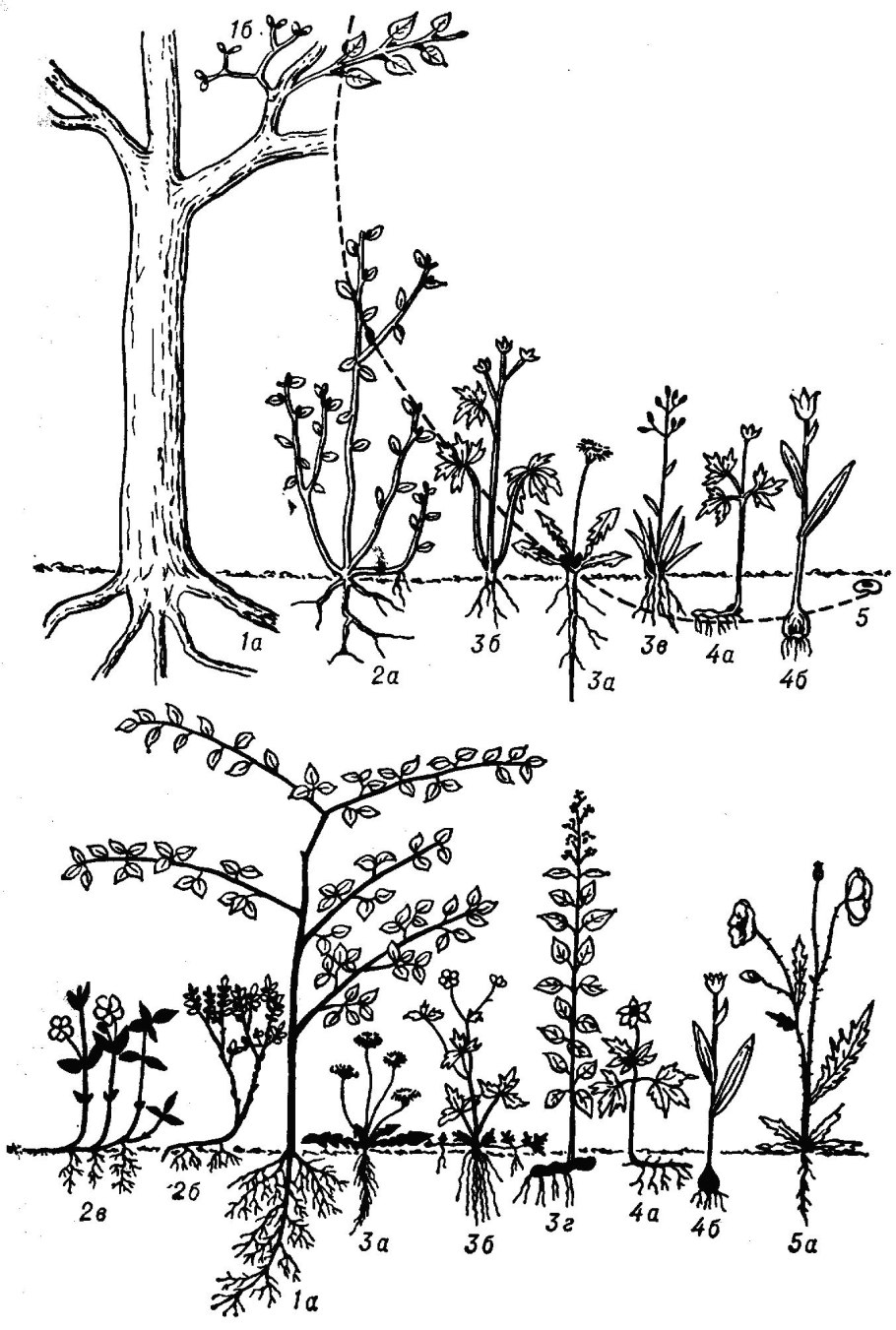 Жизненные формы растений (по к. Раункиеру, 1907):