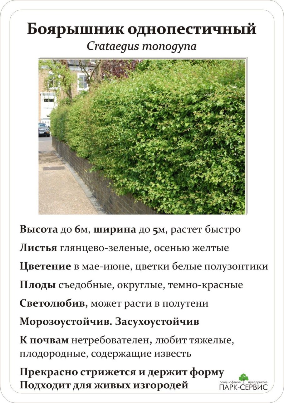 Ива остролистная зимой фото