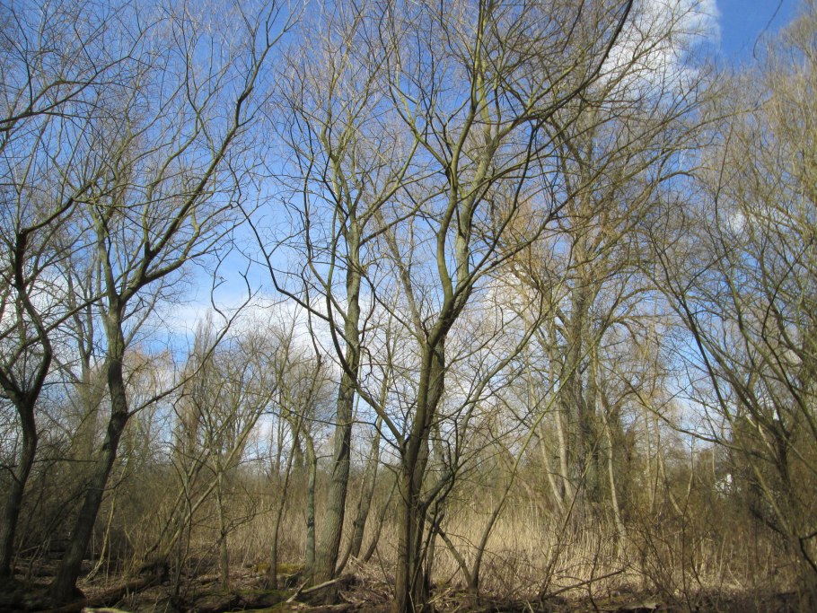 Ива желтая плакучая