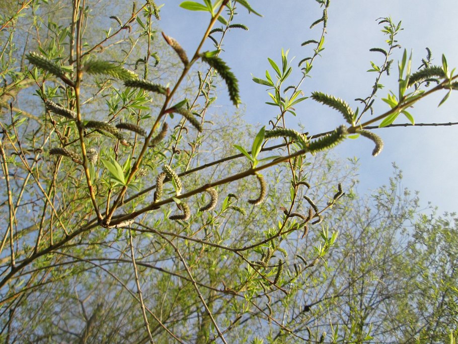 Ива Плакучий Гном