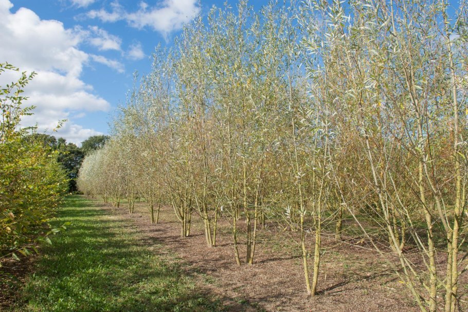 Ива белая Лимпде