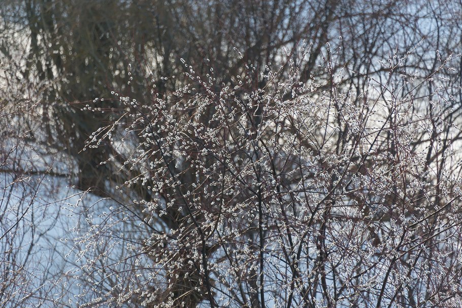 Охрана ивы сетчатой