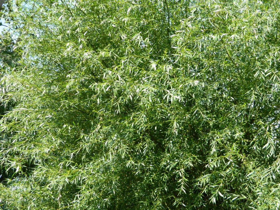 Ива Извилистая Матсудана болезни