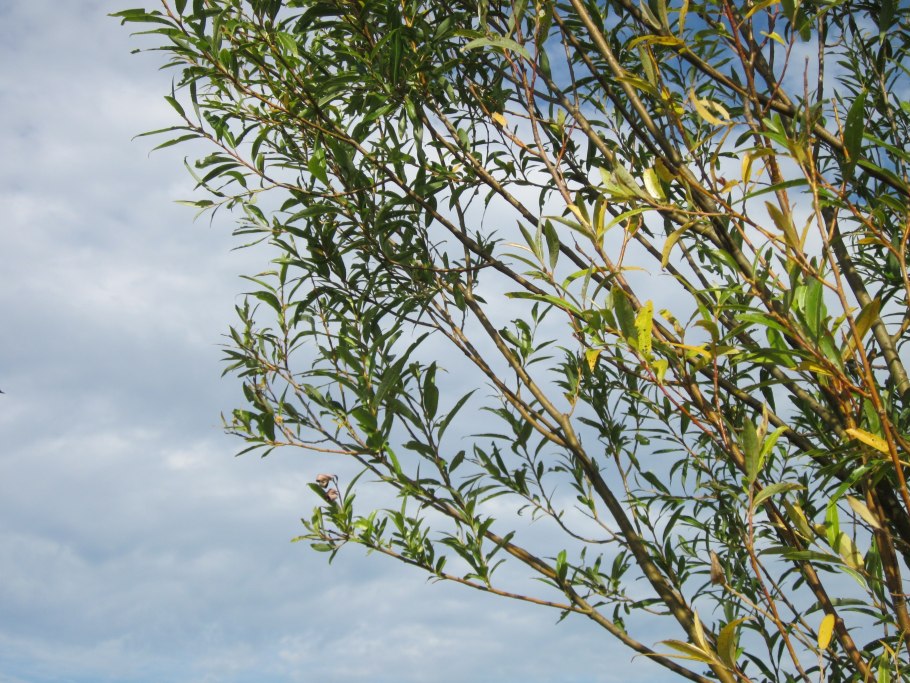 Саликс кронкельвилг