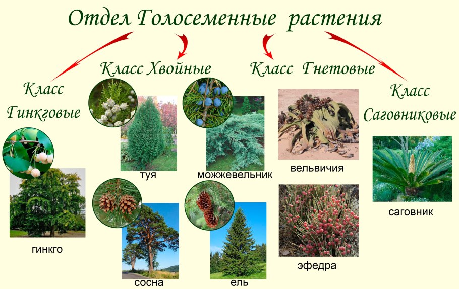 Царство растения Подцарство низшие растения