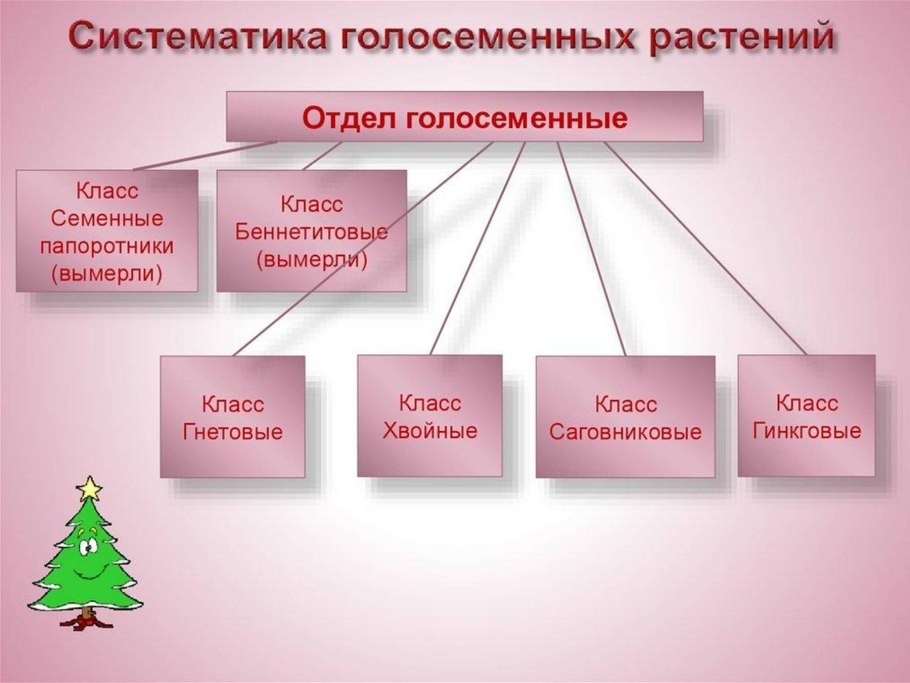 Отдел Голосеменные классификация