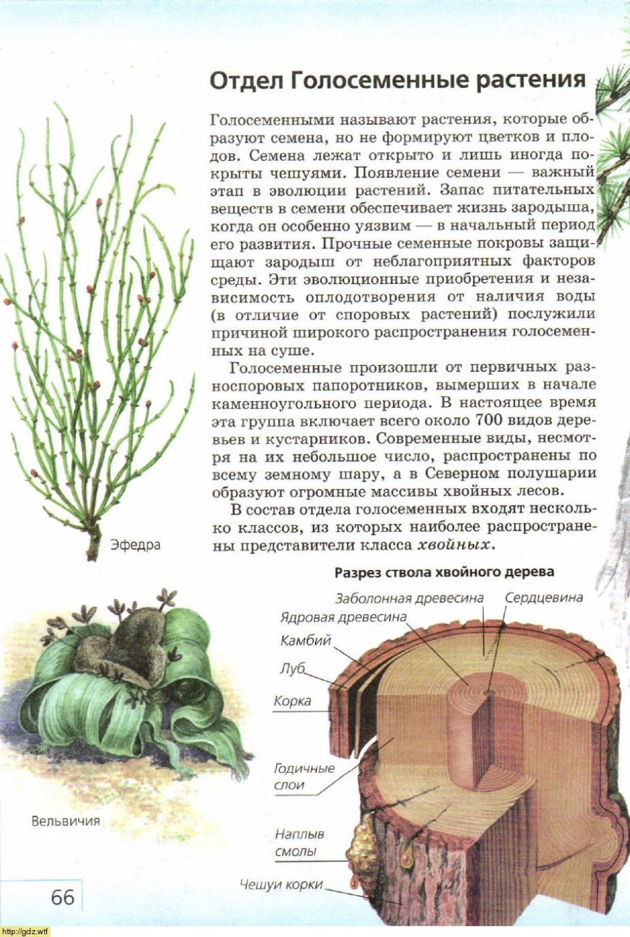Фрутификация голосеменных