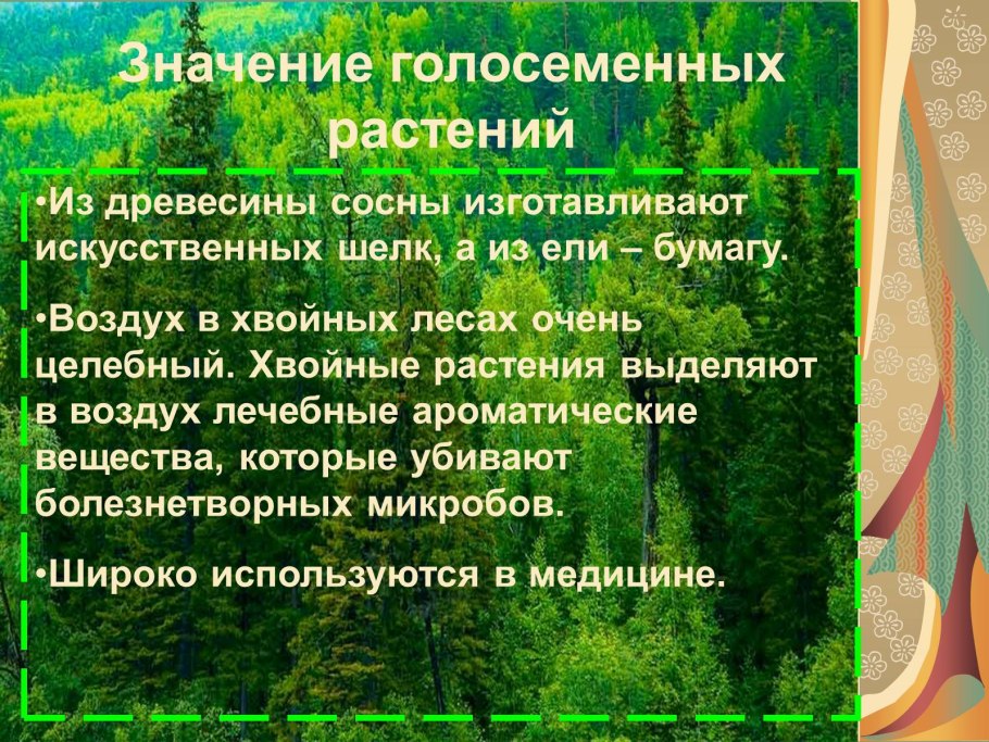 Значение хвойных растений в природе