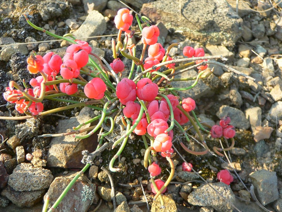 Эфедра хвойник Байкальский